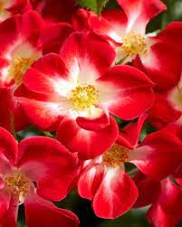 Varietate de trandafir "Everglow Ruby - Img 2