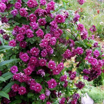 Клематис сорт Purpurea Plena Elegans върху пергола или ограда в градината