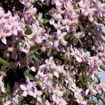 Клематис 'Fragrant Spring' - Img 2