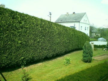 Лейланди(Cuppressocyparis leylandii) - Img 2