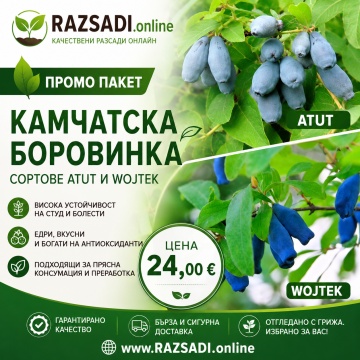 Пакет: Камчатска боровинка – сортове Atut и Wojtek