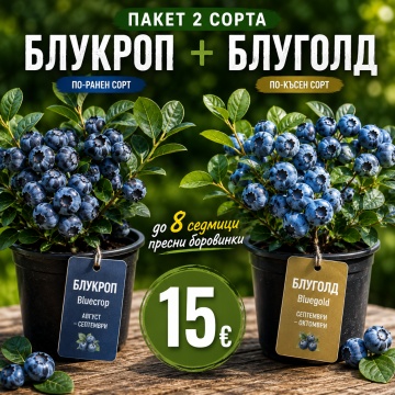 Промо Пакет: 2 сорта американска боровинка – Блукроп и БлуГолд