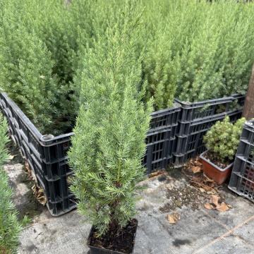 Промо Пакет 3 бр. Юниперус Стрикта(Juniperus chinensis Stricta) - Img 1