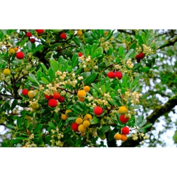 Разсад Ягодово дърво(Arbutus unedo)