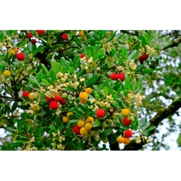 Разсад Ягодово дърво(Arbutus unedo)