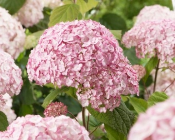 Хортензия arborescens CB® Bubblegum - Img 3