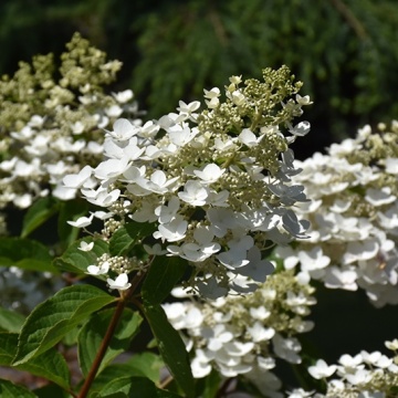 Хортензия paniculata „Unique“