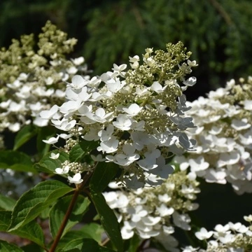 Хортензия paniculata „Unique“