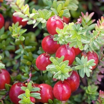 Червена боровинка сорт 'Early Black'/Vaccinium macrocarpon 'Early Black'