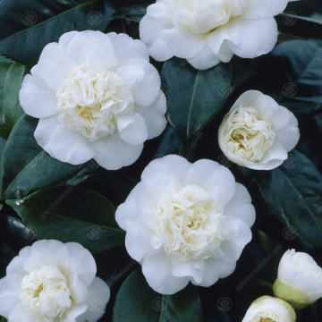 Camellia varietate j. "Nobilissima - Img 3