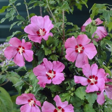 Hibiscus soiul 'Woodbridge' - Img 1