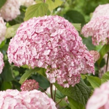 Хортензия arborescens CB® Bubblegum като декоративен акцент в градината