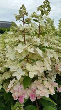 Hydrangea pan. 'Confetti'PBR - Img 1