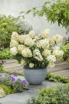 Hydrangea paniculata 'PETITE STAR' - Img 1