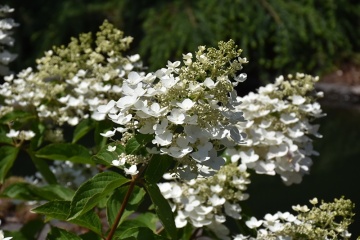Hydrangea paniculata 'Unique' - Img 1