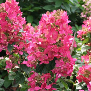 Hydrangea varietatea "Magical Fire" - Img 1
