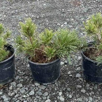 Pinus Mugo Pumilio в градинска среда – вечнозелен акцент