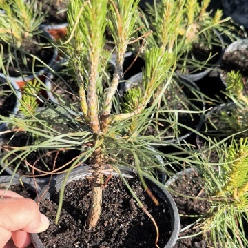 Pinus Nigra (Черен Бор)