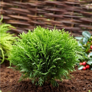 Thuja occidentalis „Danica“ - Img 3