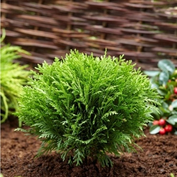 Thuja occidentalis Danica“ в скална градина или като акцент