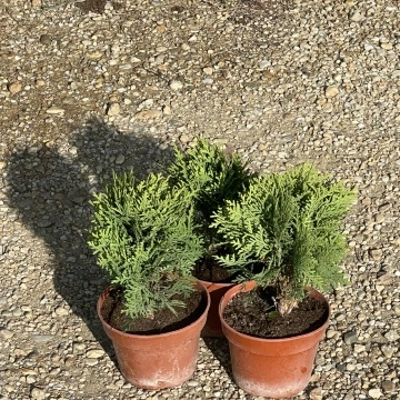 Зимна красота на Thuja occidentalis Danica“ – вечнозелен акцент