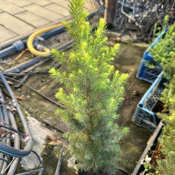 Бял Смърч Коника (Picea abies conica) - Img 1
