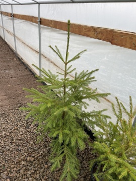Елха 80 (Picea Abies) - Img 1