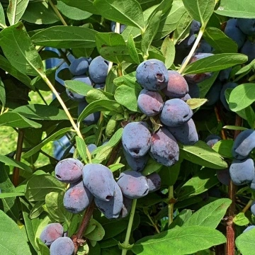 Камчатска боровинка сорт "Blue Treasure"