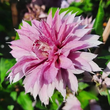 Клематис сорт Multi Pink