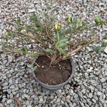 Лоницера Нитида (Lonicera Nitida) Пакет 6 броя! в градинска композиция – лоницера от RAZSADI.online