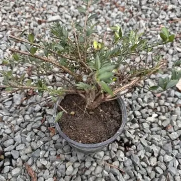 Лоницера Нитида (Lonicera Nitida) Пакет 6 броя! в градинска композиция – лоницера от RAZSADI.online