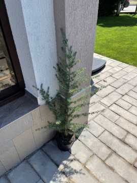 Хималайски Кедър(Cedrus deodara) - Img 2