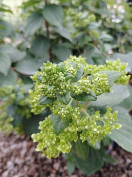 Хортензия "Мохито" (Hydrangea pan. "Mojito"®) - Img 6