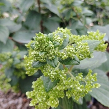 Хортензия Мохито (Hydrangea pan. Mojito®) – пълно развитие в градинска среда