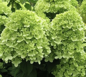 Хортензия "Мохито" (Hydrangea pan. "Mojito"®) - Img 1