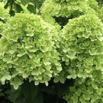 Хортензия "Мохито" (Hydrangea pan. "Mojito"®)