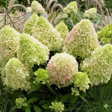Хортензия paniculata Bee Happy