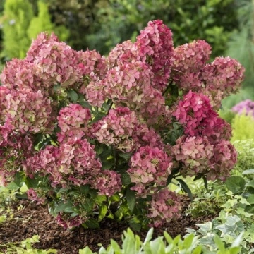 Близък план на Хортензия paniculata PETITE STAR – хортензия с впечатляващи съцветия