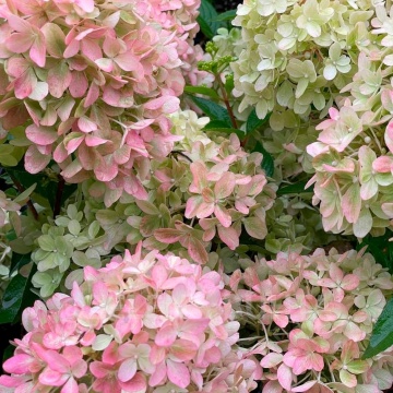 Хортензия panikulata Petite Flori®