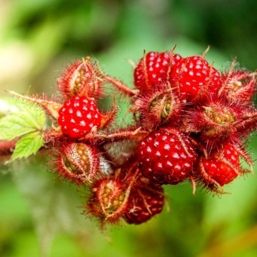 Японска къпина (Wineberry)