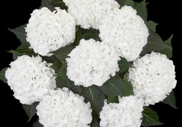 Hydrangea m. 'Ice Boy'® - Img 2
