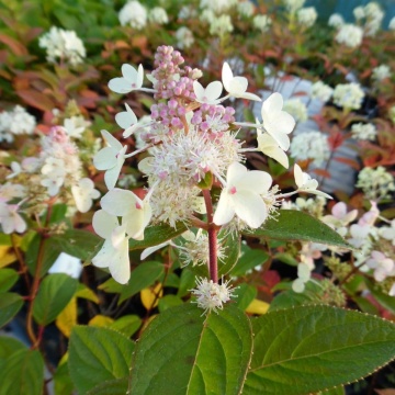 Hydrangea pan. 'Confetti'PBR - Img 2
