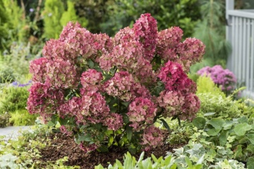 Hydrangea paniculata 'PETITE STAR' - Img 2