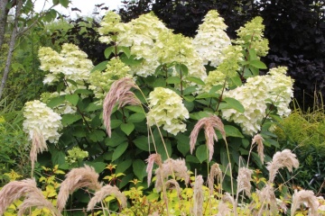 Hydrangea paniculata 'Unique' - Img 3