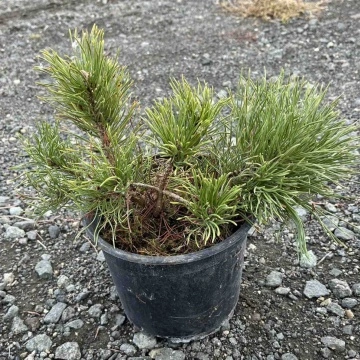 Стъбло и клони на Pinus Mugo Pumilio – здрав сорт | RAZSADI.online