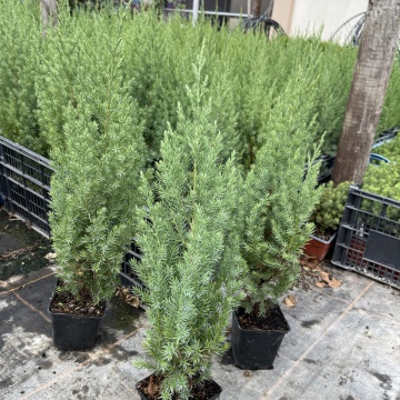 Promo Pack 3 buc. Juniperus Stricta (Juniperus chinensis Stricta) - Img 2