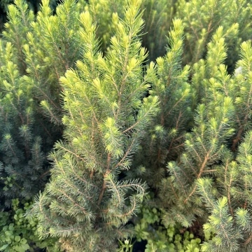 Бял Смърч Коника (Picea abies conica) в композиция за двор и градина