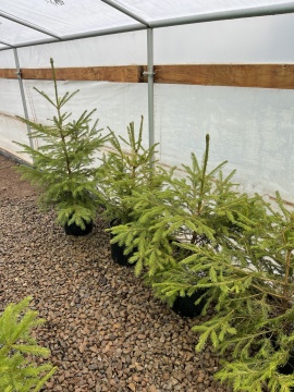 Елха 80 (Picea Abies) - Img 2