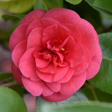 Камелия japonica Lady Campbell