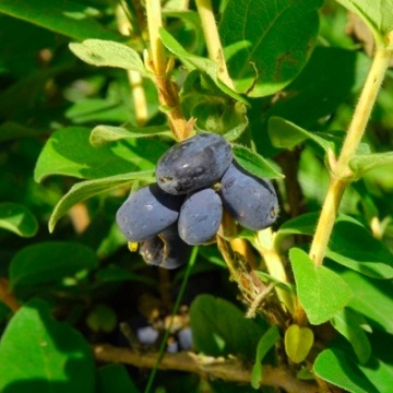 Камчатска боровинка сорт "Blue Forest" (Lonicera caerulea 'Blue Forest') - Img 2